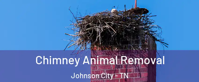  Chimney Animal Removal Johnson City - TN