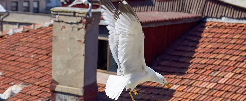 Residential Chimney Animal Removal Solution in Johnson City, TN