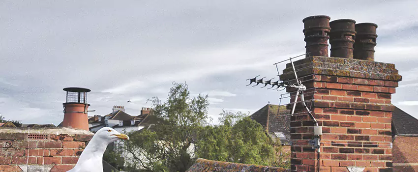 Chimney Cleaning And Restoration in Johnson City, Tennessee